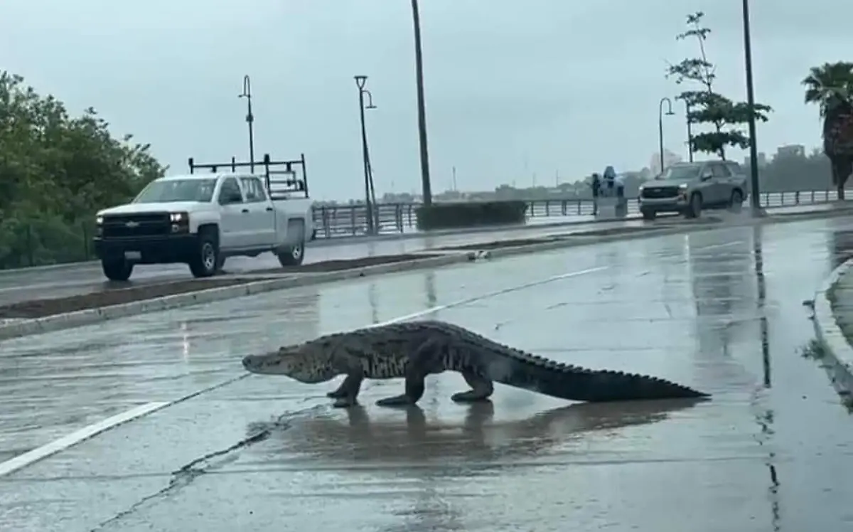 Cocodrilo sale de la Laguna del Carpintero y pasea por las calles de Tampico Bomberos de Tampico